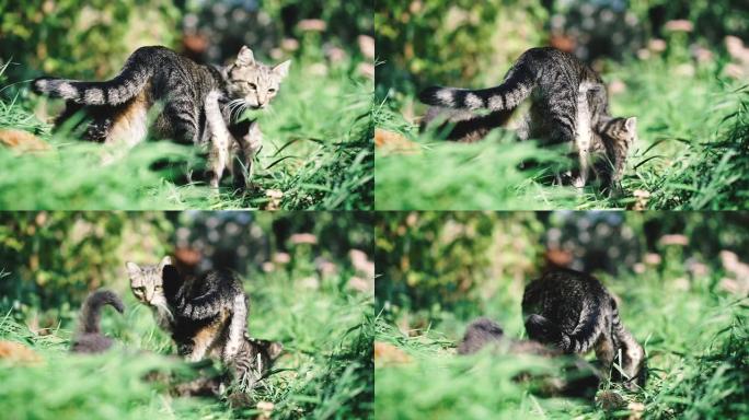 猫和小猫。猫和小猫躺在绿色的草坪上玩耍。