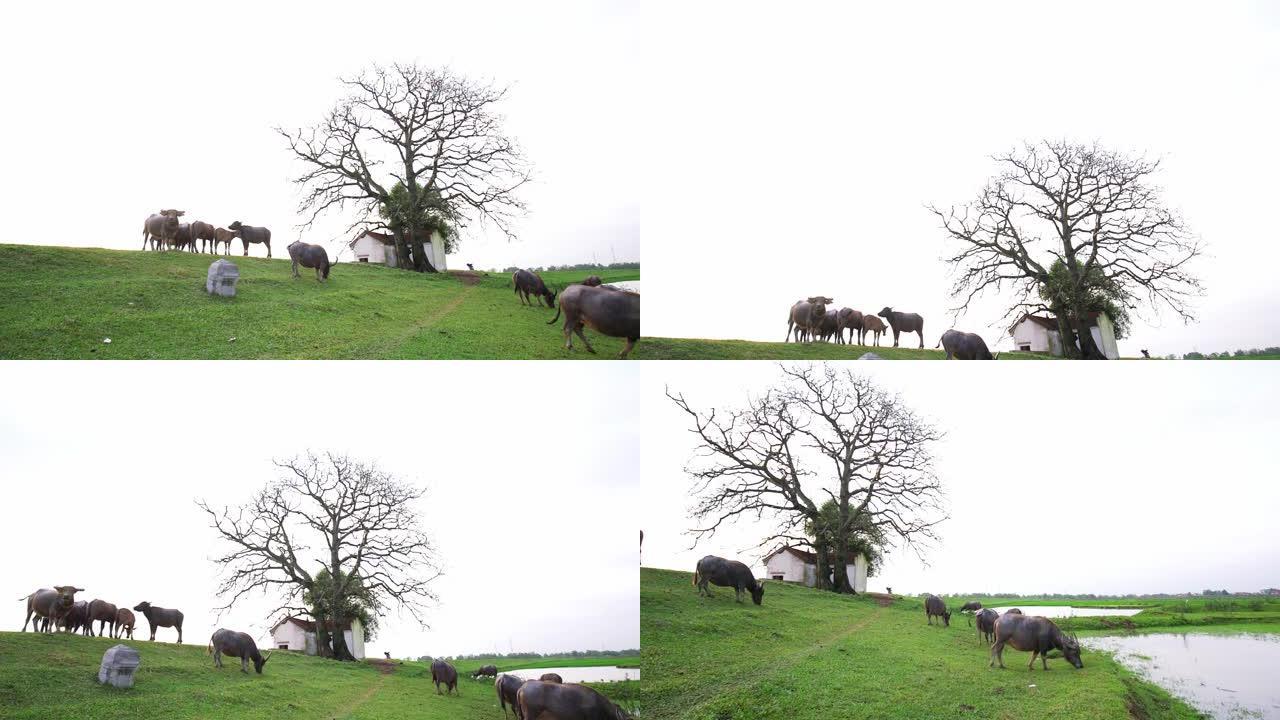 水牛正在放松，在神社旁边吃草，有多个世纪的树木
