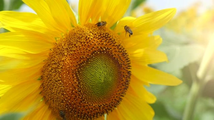 夏天在乌克兰，一个充满黄色射线状花瓣的向日葵和一个绿色中心与爬行的蜜蜂的奇妙特写