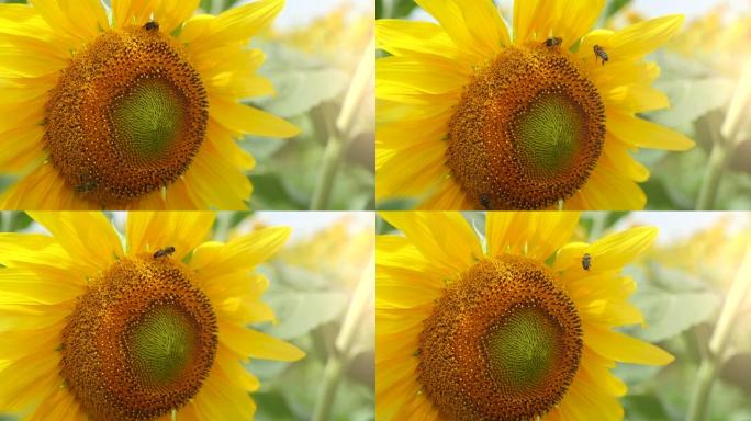 夏天在乌克兰，一个充满黄色射线状花瓣的向日葵和一个绿色中心与爬行的蜜蜂的奇妙特写