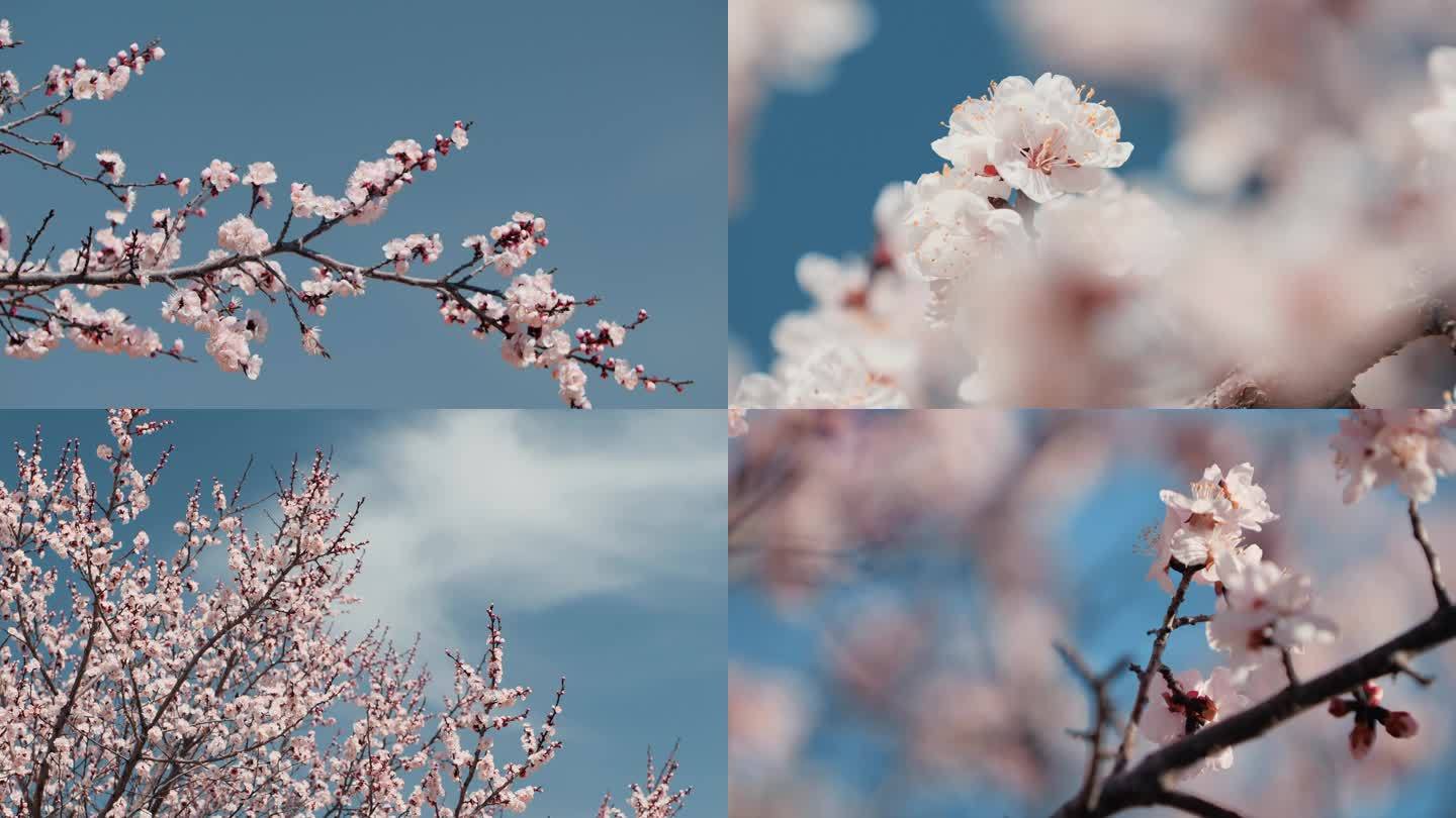 杏花 唯美 杏树 春天来了 春暖花开