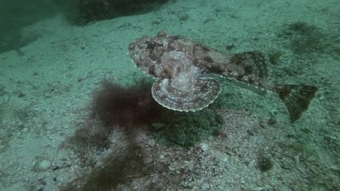 安康鱼或垂钓鱼 (Lophius piscatorius) 躺在沙质底部，然后游走