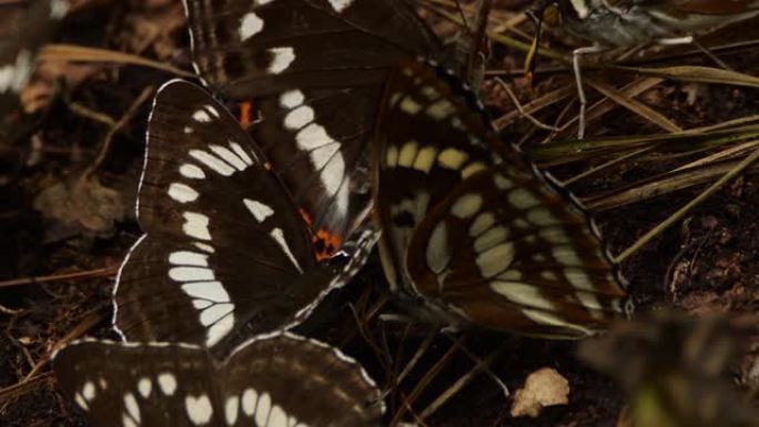 Limenitis camilla，(欧亚) 白色海军上将-兴安自然保护区