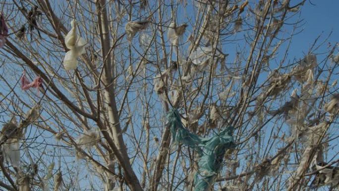 挂在树上而不是树叶上的塑料袋。塑料污染