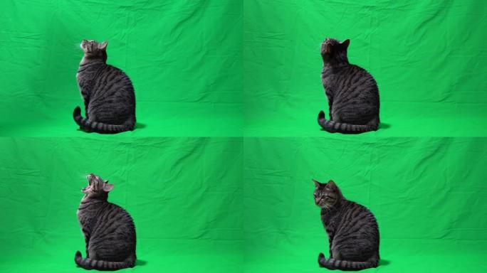 绿色背景的猫