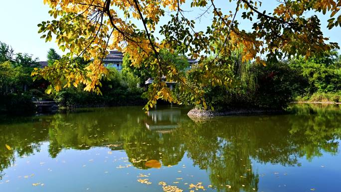 黄桷树落叶掉落湖水实拍视频
