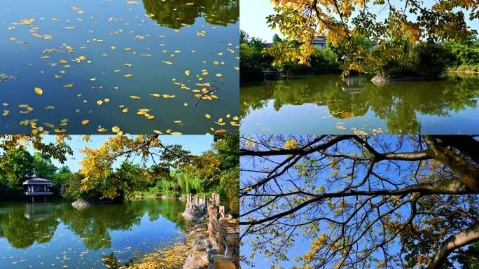 黄桷树落叶掉落湖水实拍视频