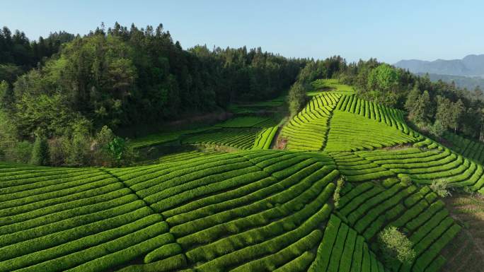 航拍山区茶园清晨4K