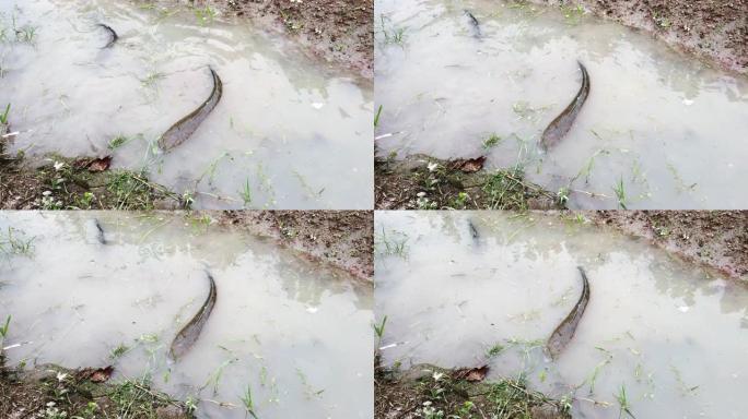 池塘泥中的条纹蛇头鱼，环境概念