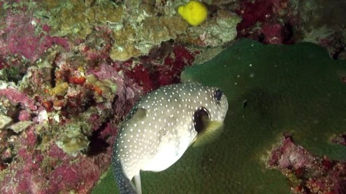 放线菌河豚，红色珊瑚中有白色，在水下寻找食物。