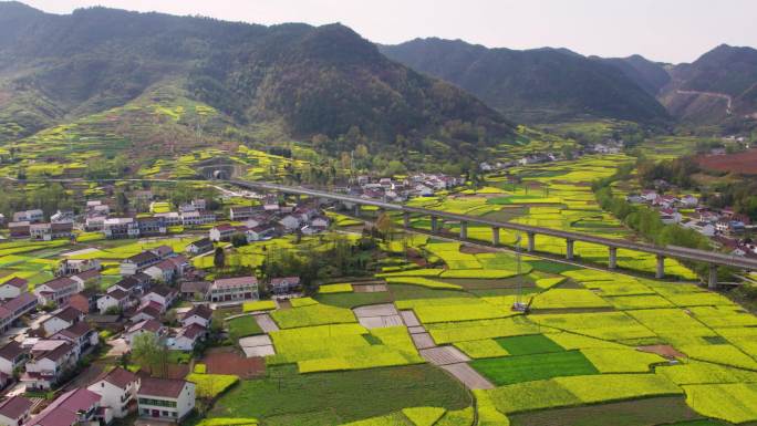 航拍乡村油菜花1