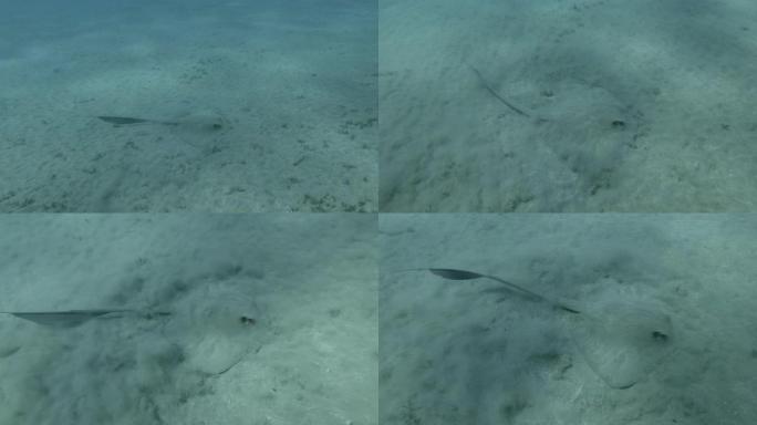 黄貂鱼在蓝色水底的沙底狩猎。С owtail Weralli Stingray (Pastinach