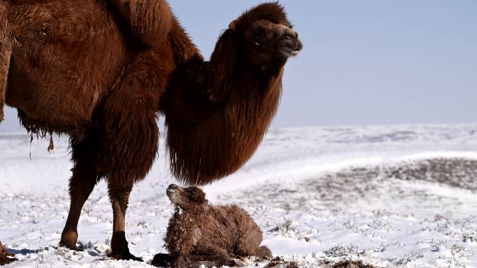 雪中骆驼 小骆驼 寒冷 恶略天气