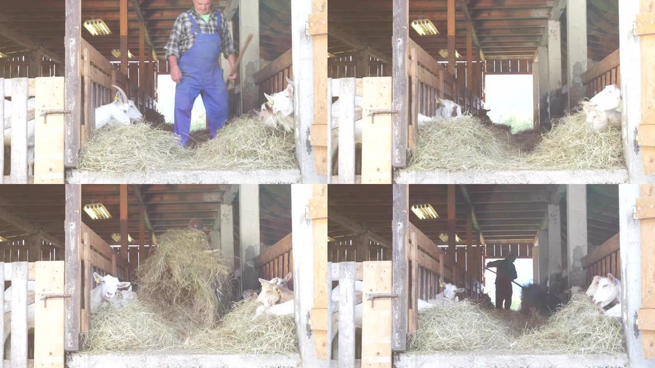 高级山羊农场主用稳定的干草喂养山羊
