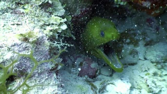 海洋水下的大西洋海鳗鱼。