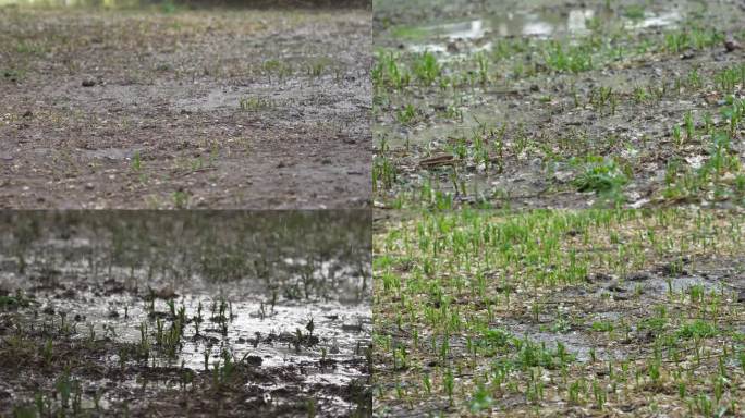 春天雨水灌溉浇水泥潭雨滴种子绿草木发芽