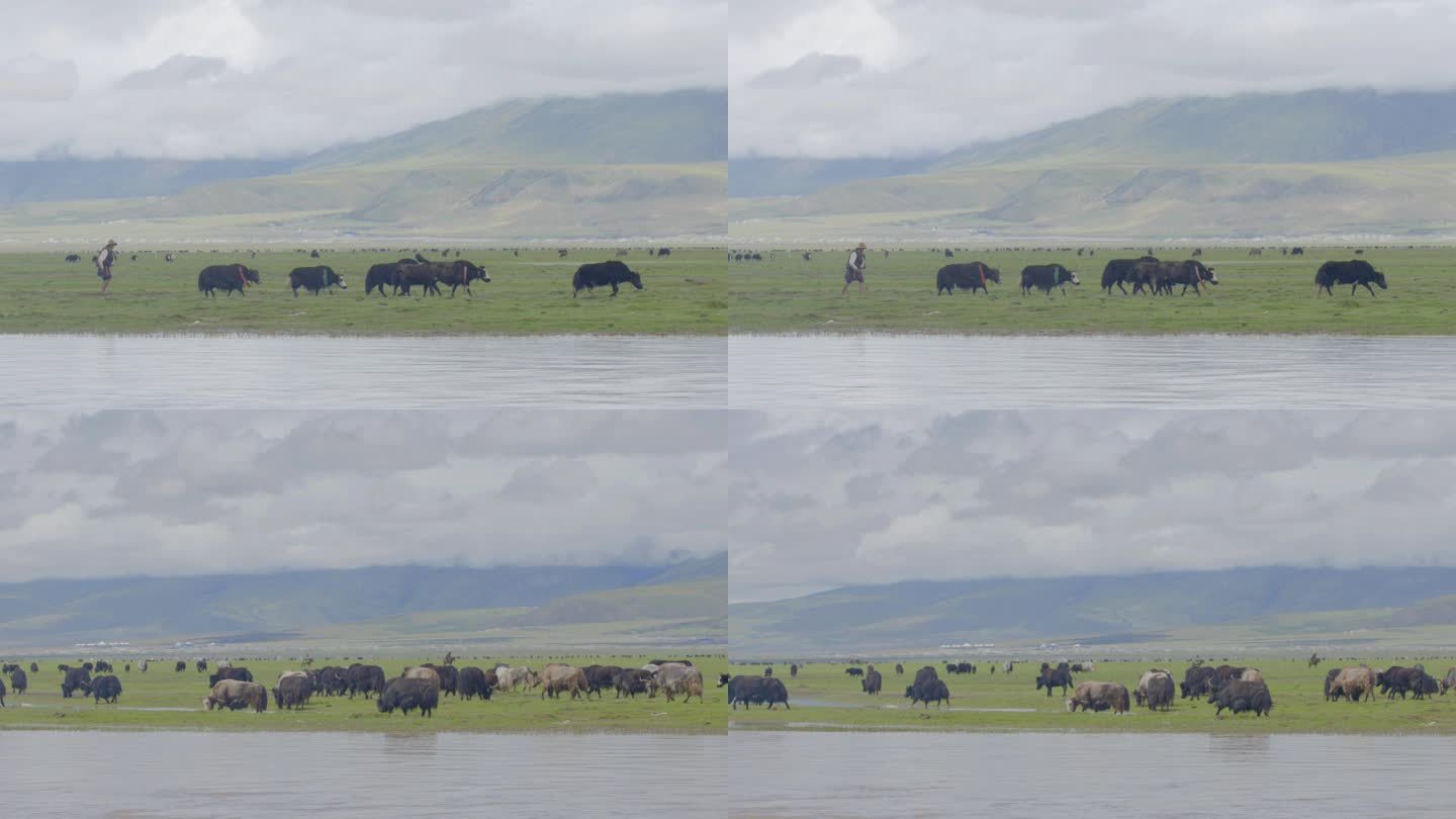 西藏牦牛 放牧牦牛 放牧 牦牛