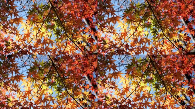在东京观察到美丽的彩色秋叶或元宝枫