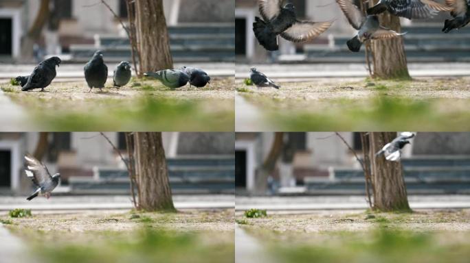 令人印象深刻的是，一群灰色的鸽子在广场上走，寻找谷物，并在春季的晴天以慢动作飞走