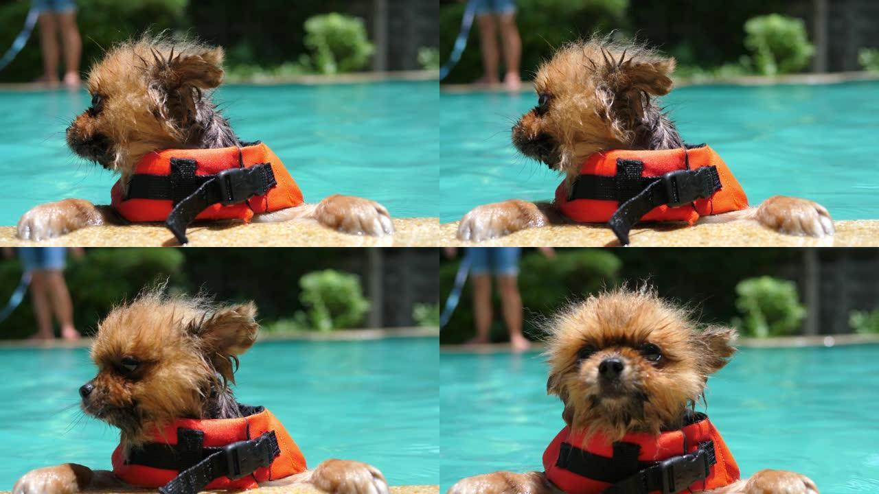 游泳池里有趣的摇晃狗穿救生衣