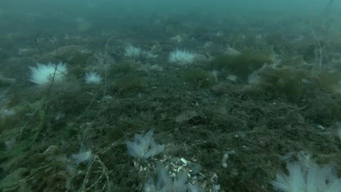 水下景观，海床长满褐藻，海带和海鞘殖民地透明海鞘或黄色海鞘 (Ciona intestinalis，