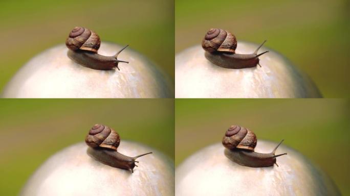 在微距拍摄的夏日中，蜗牛在石头上爬行