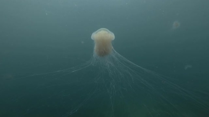 浅水蓝水中的狮子鬃毛水母 (Cyanea capillata，Cyanea arctica)