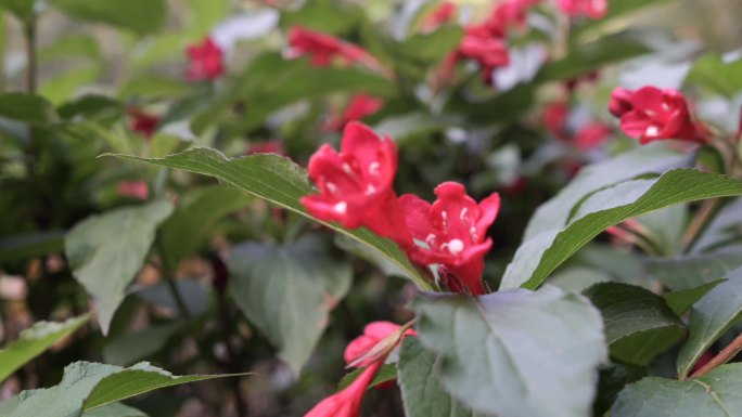 红王子锦带花红花野花唯美花朵春天的花