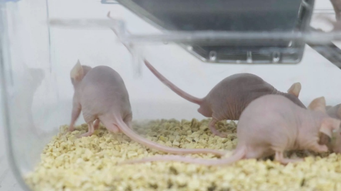 实验无毛老鼠生物工程药品药物研发研究实验