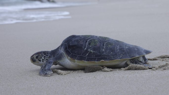 沙滩上努力游回大海的绿海龟