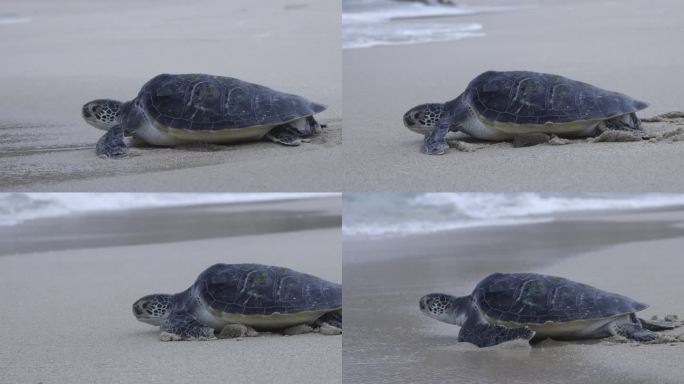 沙滩上努力游回大海的绿海龟