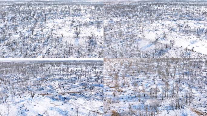 塞北雪中的树林5.1K