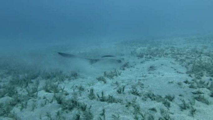 黄貂鱼在蓝色水底的沙底狩猎。С Weralli黄貂鱼 (Pastinachus sephen) 水下