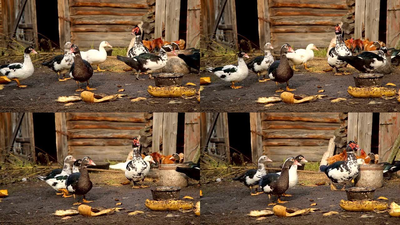 在农场喂养鸭子和鸡肉