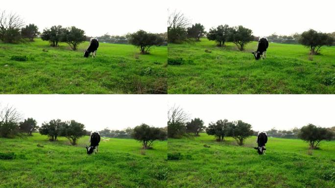 黑白牛在草地上觅食。