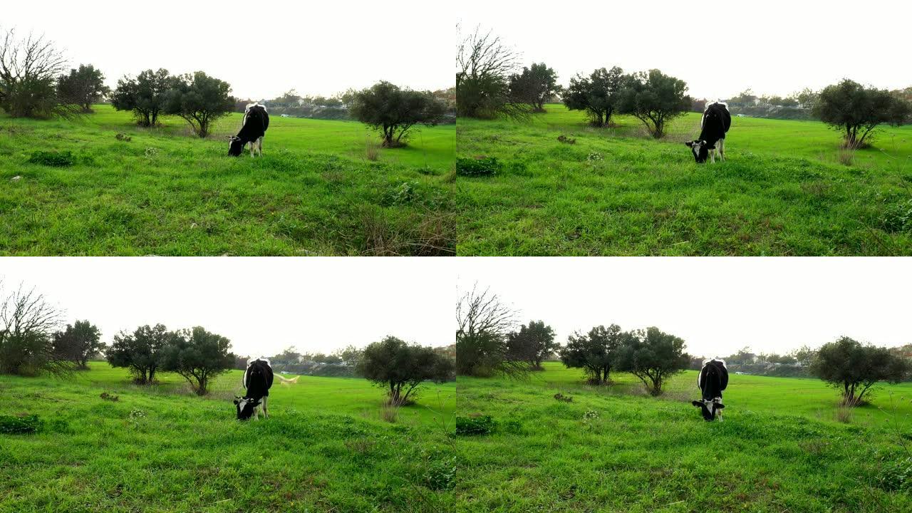 黑白牛在草地上觅食。