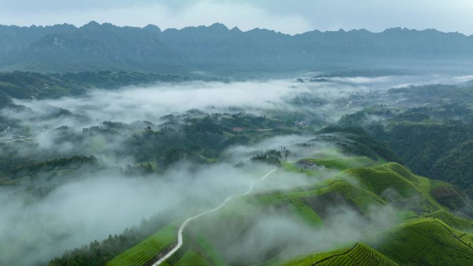 雨后茶山雨雾缭绕4K延时