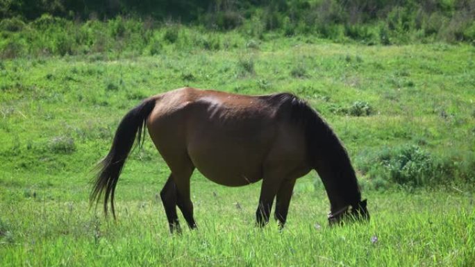 怀孕的马吃草