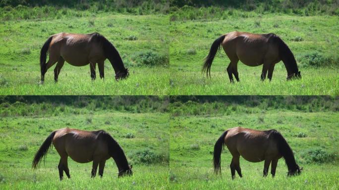 怀孕的马吃草