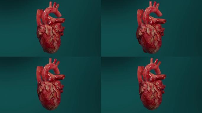 人类心脏跳动的3d动画