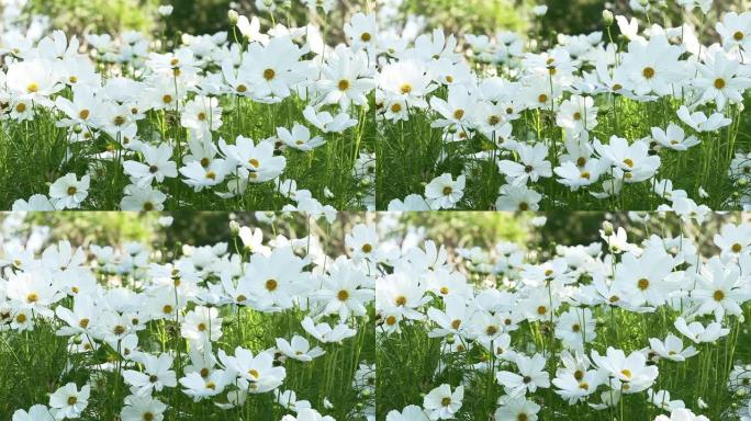 白色的宇宙花朵在花园里随风摇曳，自然花朵。