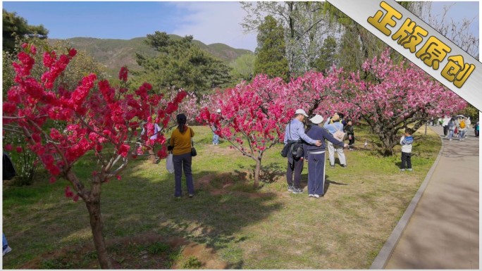 桃花盛开 春景