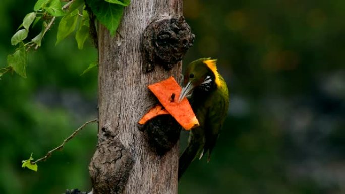 以树枝为食的大黄猿啄木鸟 (Chrysophlegma flavinucha)
