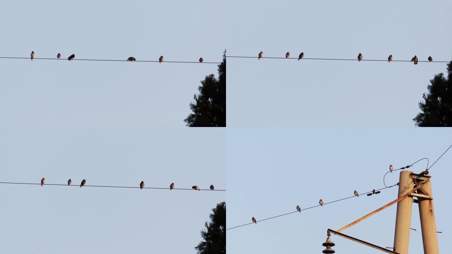 电线上的灰椋鸟