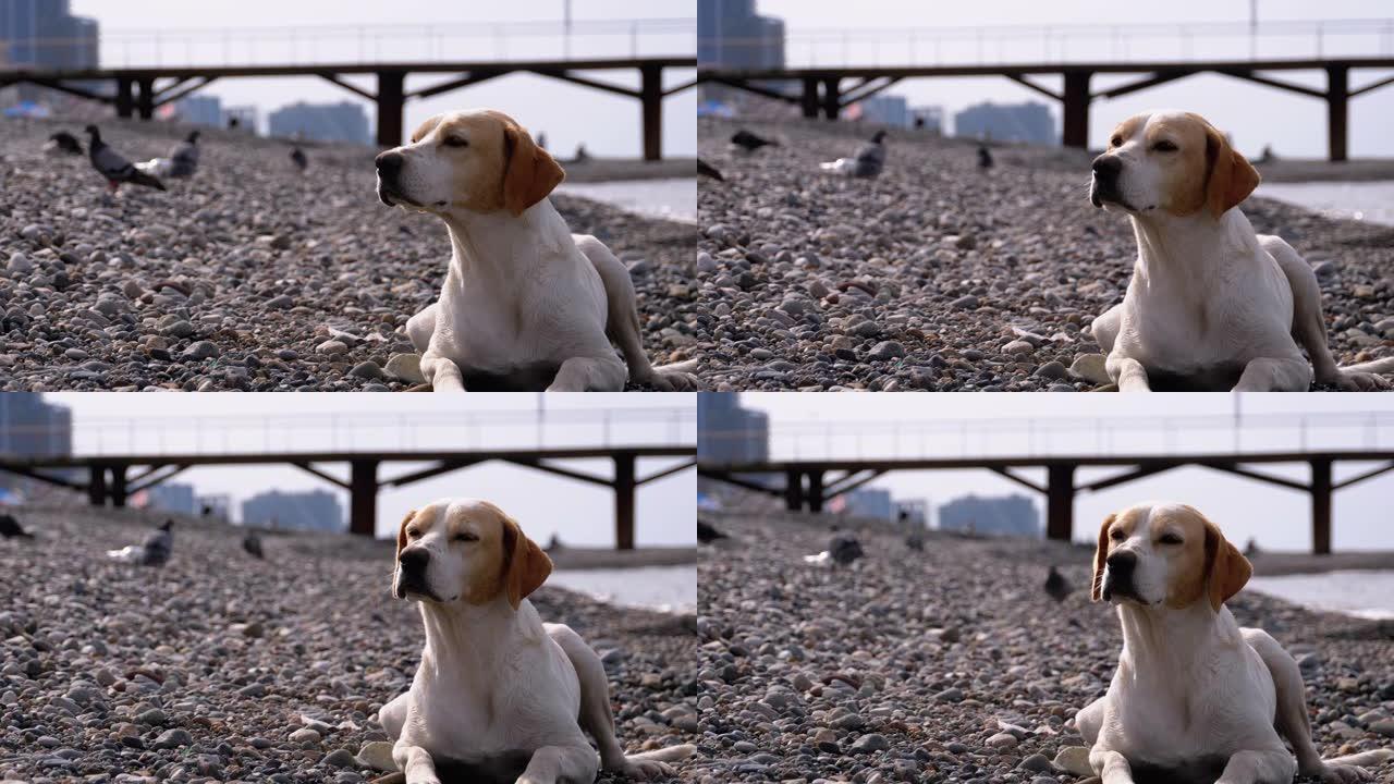 流浪狗躺在海边的石头上。饥饿，狂野和不快乐的无家可归的狗