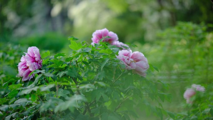 牡丹花 牡丹特写 春天 争奇斗艳 牡丹园