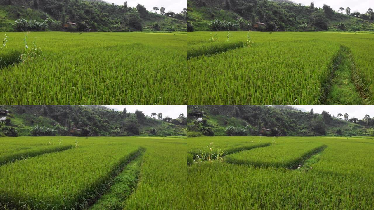 4k无人机向后飞行，向后拉，低角度拍摄上面的绿色黄色农业土地，花卉，东南亚，泰国，风景乡村，白天，山