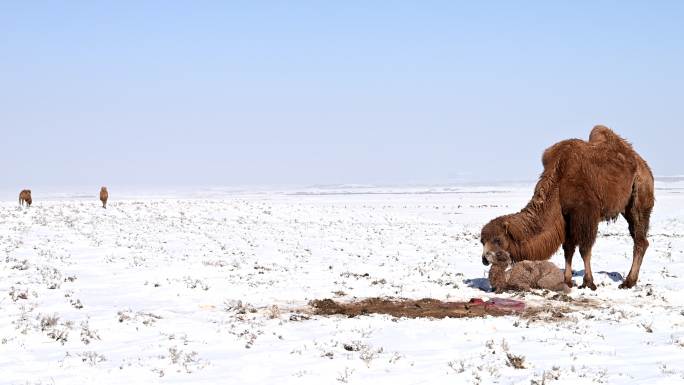 雪中骆驼 小骆驼 寒冷 恶略天气 骆驼