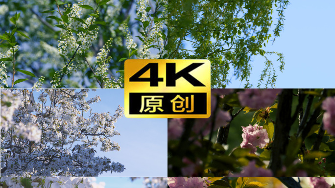 4k升格夏日花开柳树意境