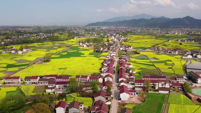 航拍乡村油菜花3